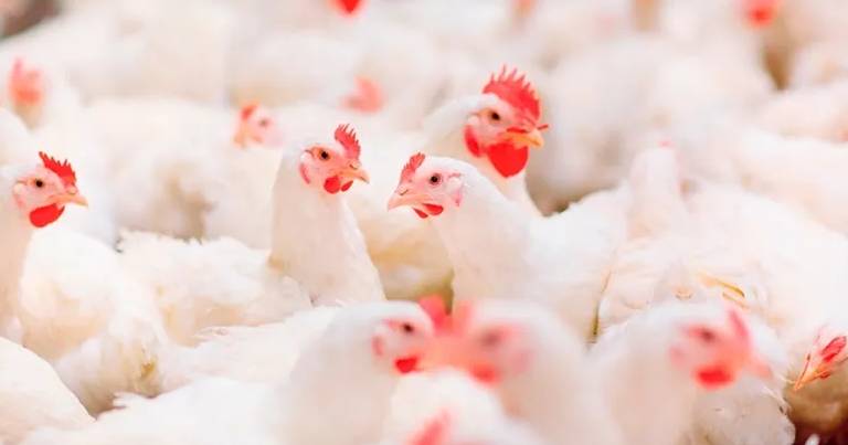 argentina-retoma-exportaciones-de-carne-aviar-a-china